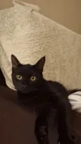 Oreo