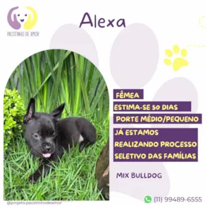 Cachorro raça Bulldog idade 2 a 6 meses nome Alexa