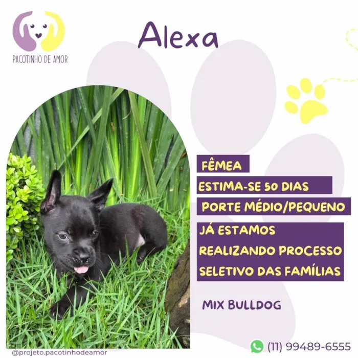 Cachorro ra a Bulldog idade 2 a 6 meses nome Alexa