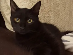 Gato raça SRD-ViraLata idade 1 ano nome Oreo