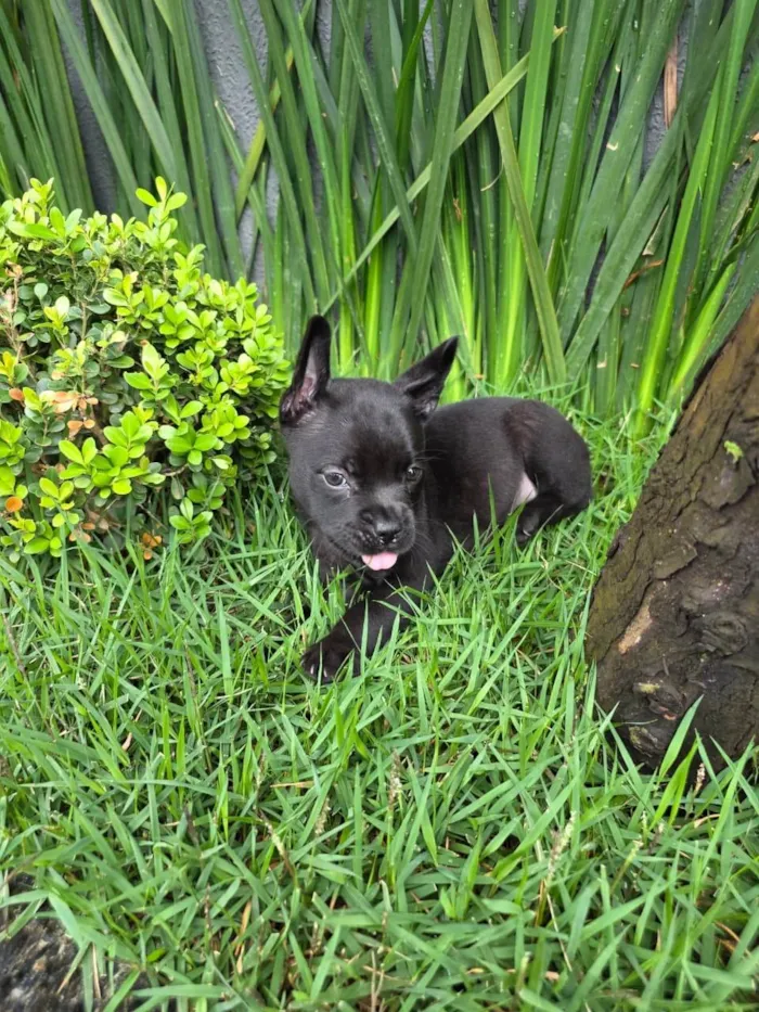 Cachorro ra a Bulldog idade 2 a 6 meses nome Alexa
