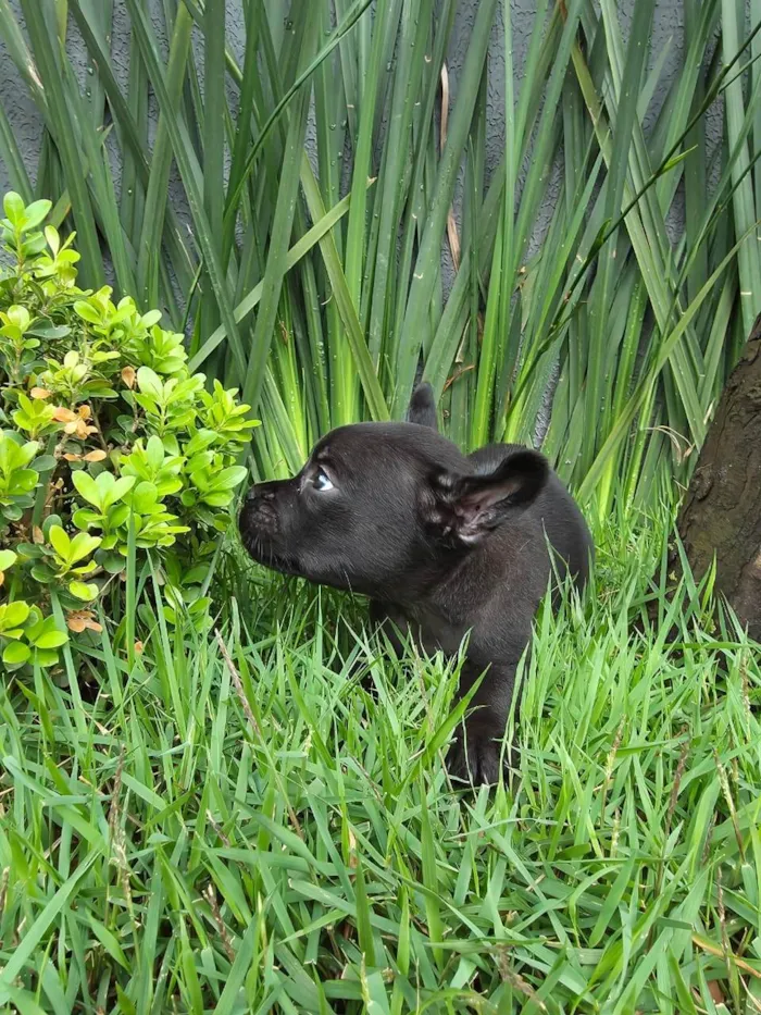 Cachorro ra a Bulldog idade 2 a 6 meses nome Alexa