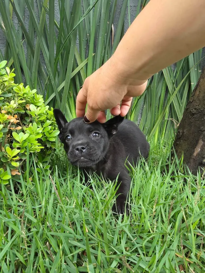 Cachorro ra a Bulldog idade 2 a 6 meses nome Alexa