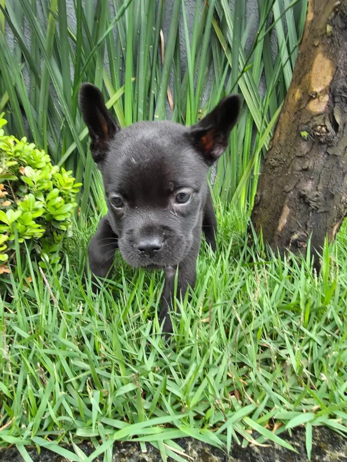 Cachorro ra a Bulldog idade 2 a 6 meses nome Alexa
