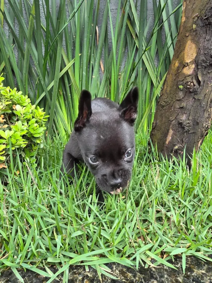 Cachorro ra a Bulldog idade 2 a 6 meses nome Alexa