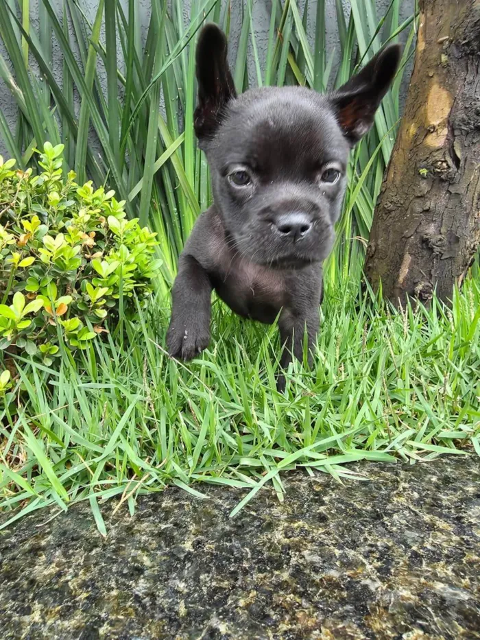 Cachorro ra a Bulldog idade 2 a 6 meses nome Alexa