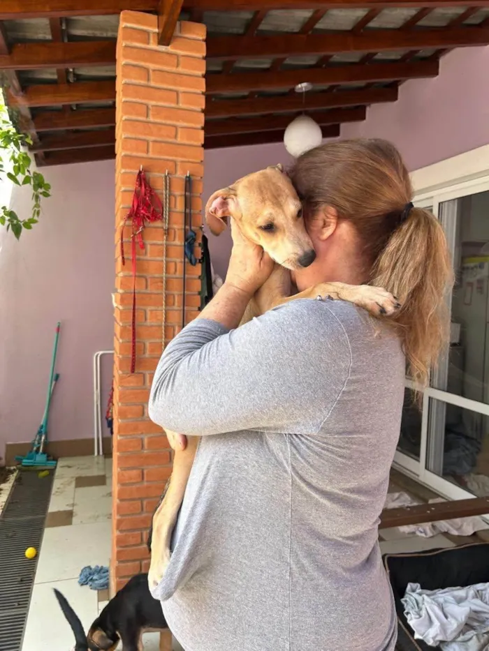 Cachorro ra a SRD-ViraLata idade 2 a 6 meses nome Marquinho
