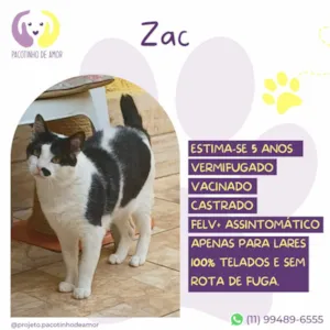 Gato raça SRD-ViraLata idade 5 anos nome Zac