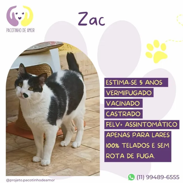 Gato ra a SRD-ViraLata idade 5 anos nome Zac
