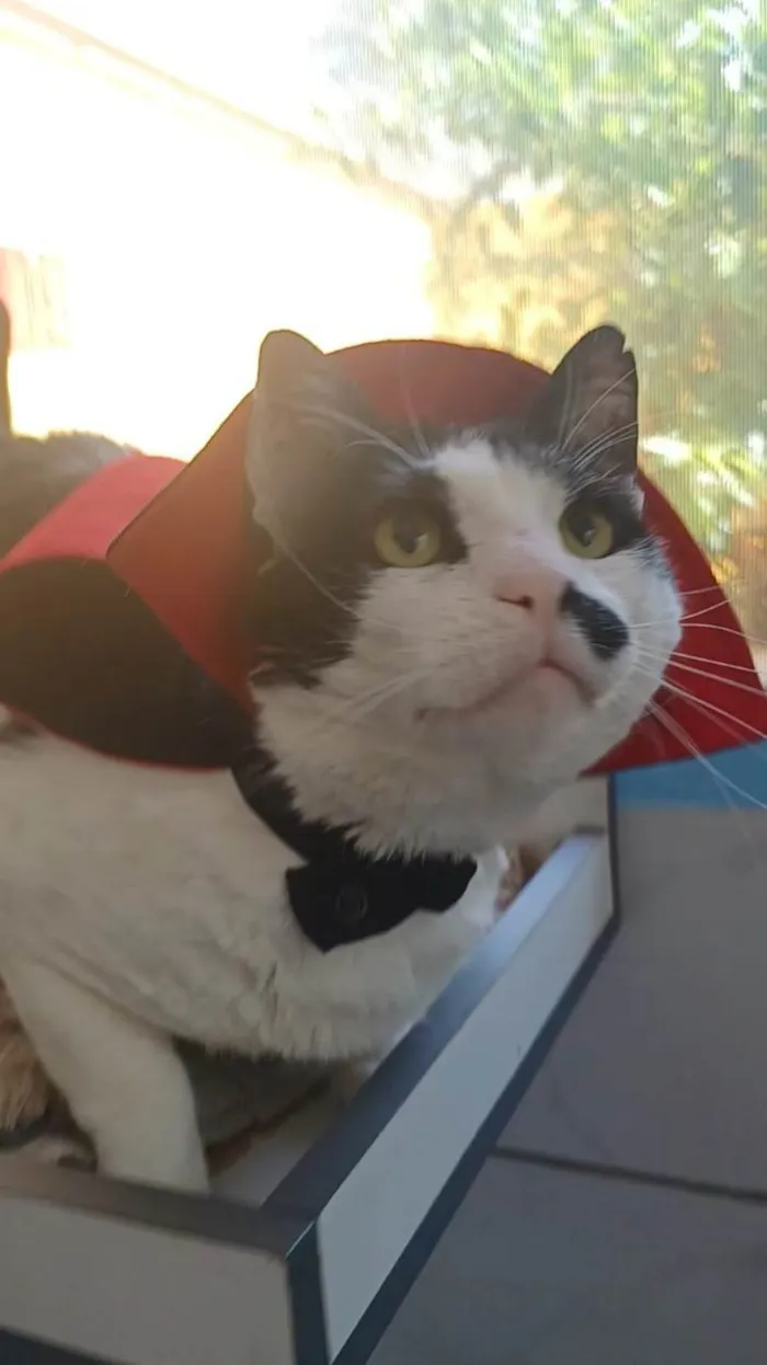 Gato ra a SRD-ViraLata idade 5 anos nome Zac