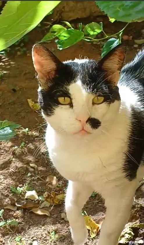 Gato ra a SRD-ViraLata idade 5 anos nome Zac