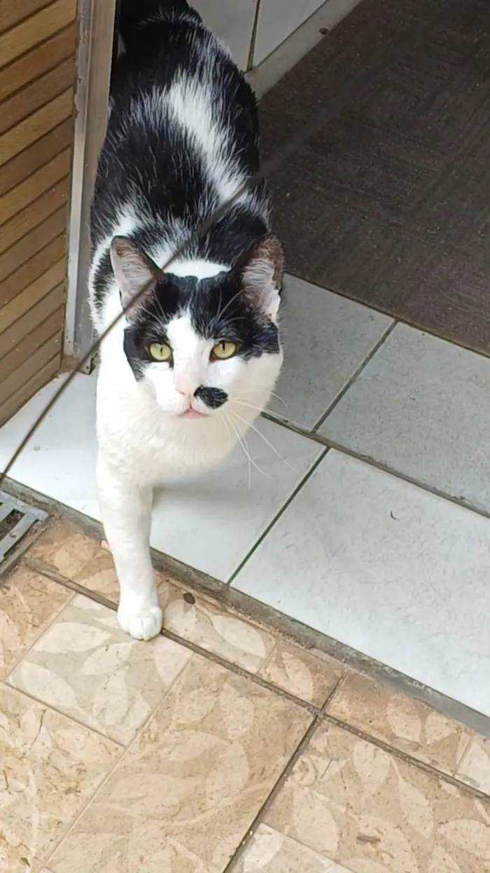 Gato ra a SRD-ViraLata idade 5 anos nome Zac