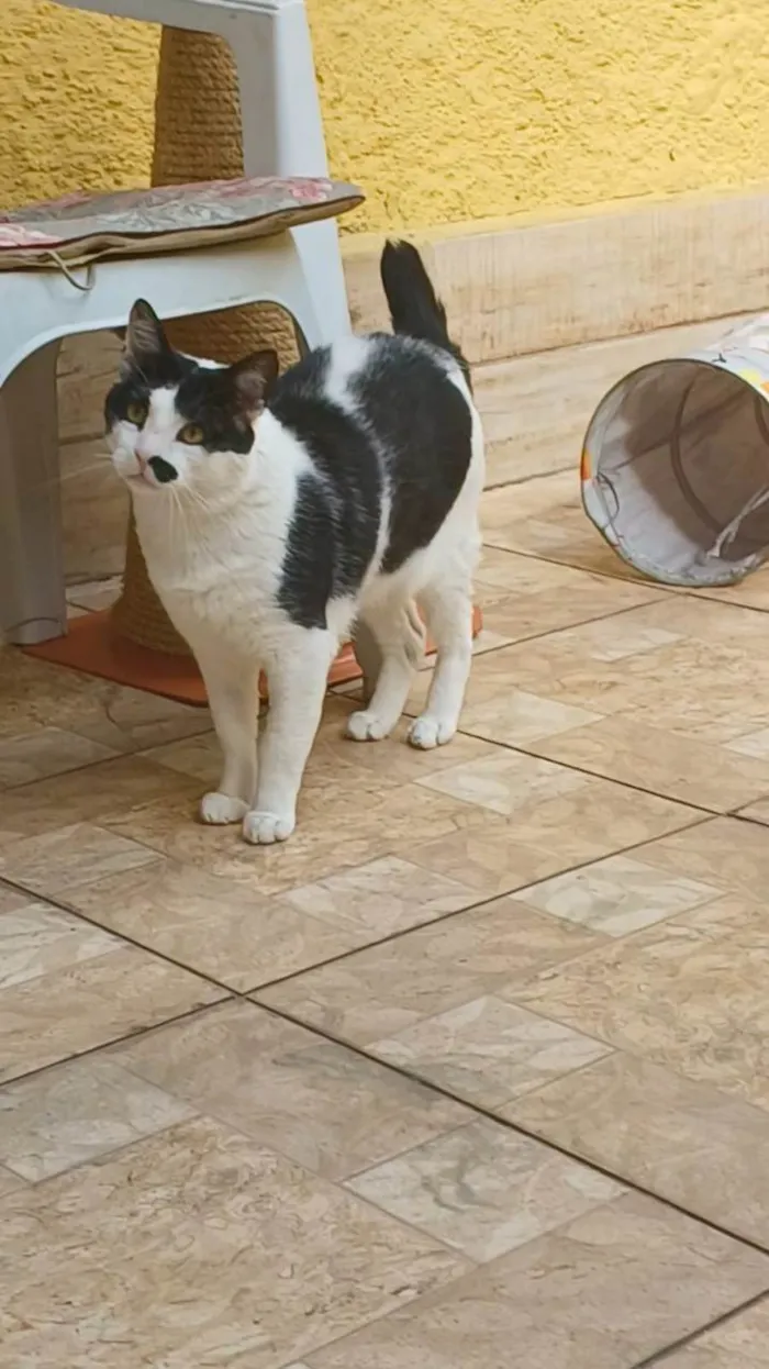 Gato ra a SRD-ViraLata idade 5 anos nome Zac
