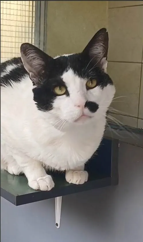 Gato ra a SRD-ViraLata idade 5 anos nome Zac