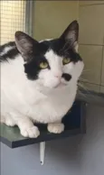 Zac