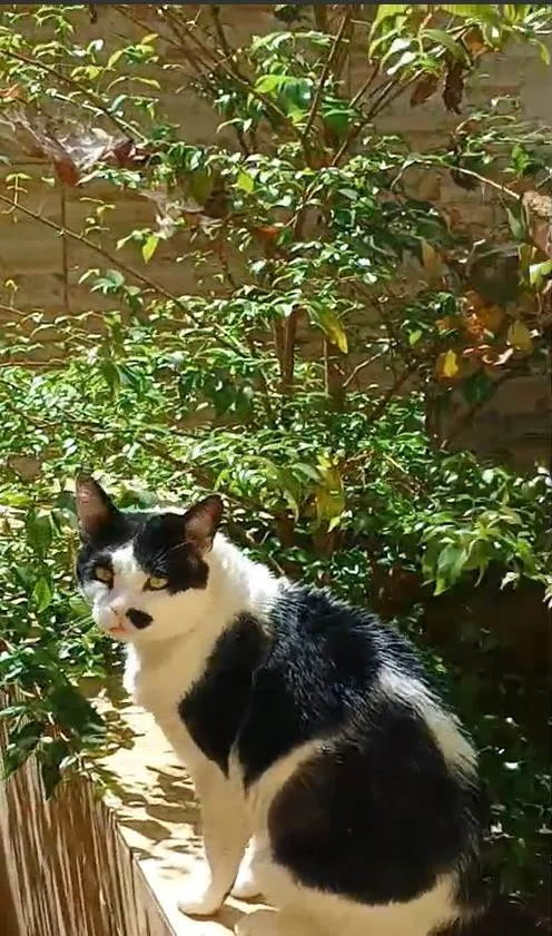 Gato ra a SRD-ViraLata idade 5 anos nome Zac