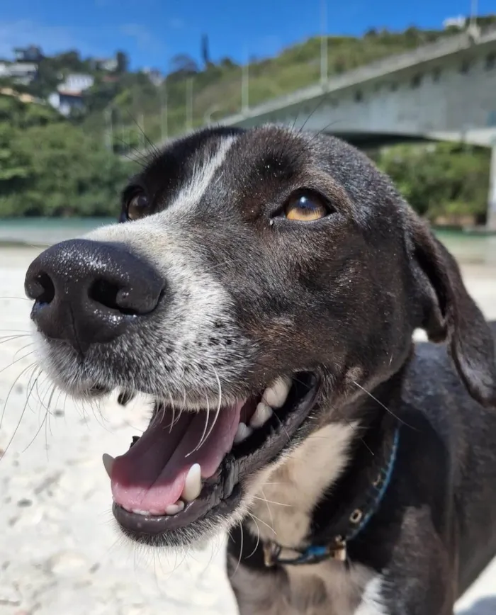Cachorro ra a SRD-ViraLata idade 1 ano nome Bradock