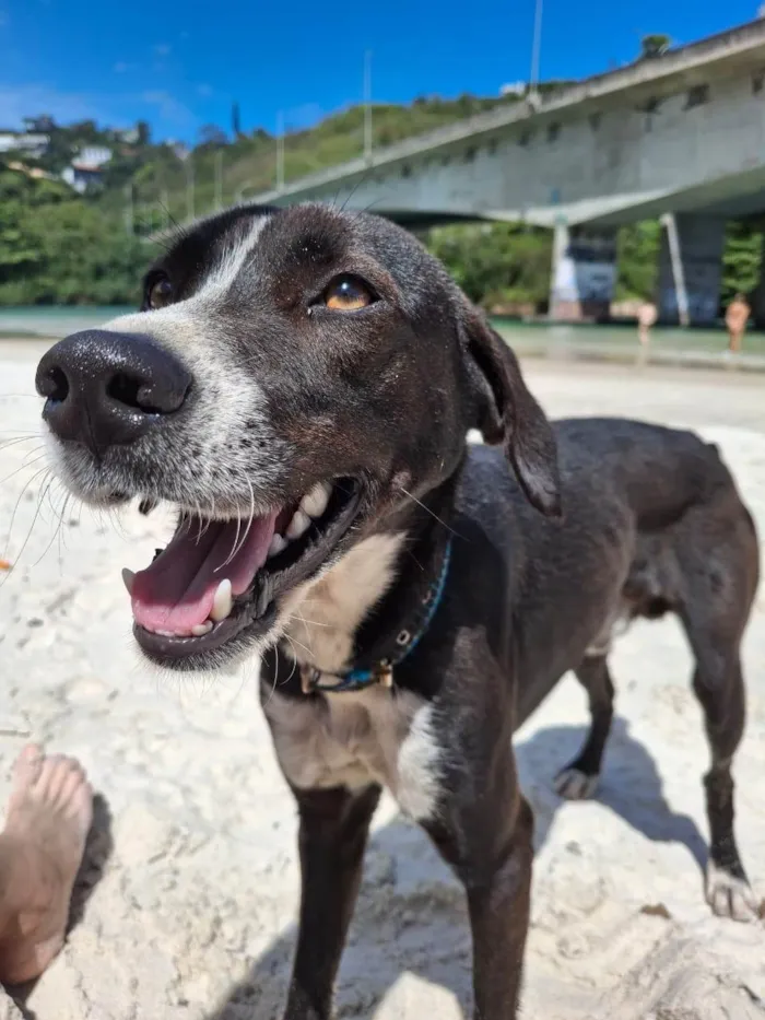 Cachorro ra a SRD-ViraLata idade 1 ano nome Bradock