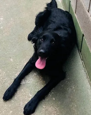 Cachorro raça SRD-ViraLata idade 1 ano nome Niko