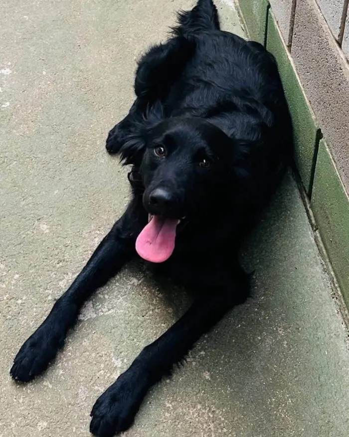 Cachorro ra a SRD-ViraLata idade 1 ano nome Niko