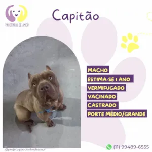 Cachorro raça Pit-Bull idade 1 ano nome Capitão 