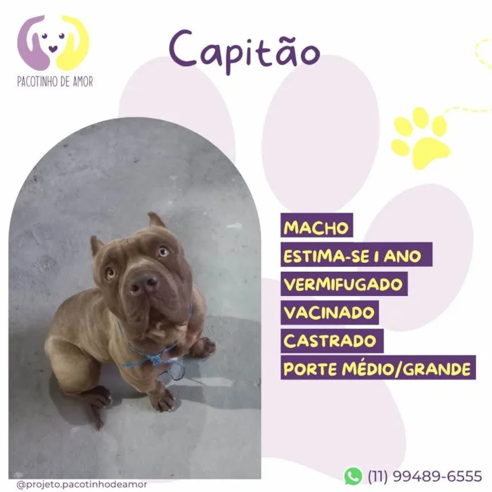 Cachorro ra a Pit-Bull idade 1 ano nome Capitão 