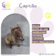 Capitão