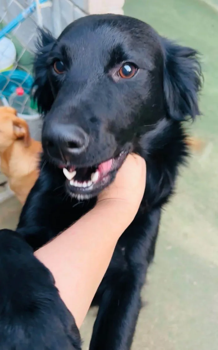 Cachorro ra a SRD-ViraLata idade 1 ano nome Niko