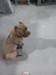 Capitão