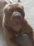 Capitão