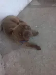Capitão