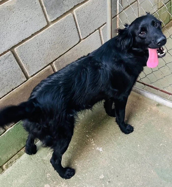 Cachorro ra a SRD-ViraLata idade 1 ano nome Niko