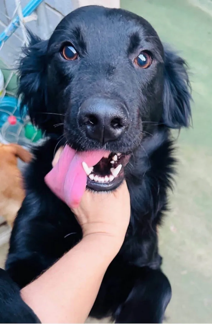 Cachorro ra a SRD-ViraLata idade 1 ano nome Niko