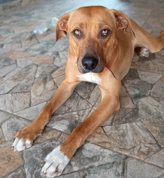 Cachorro ra a SRD-ViraLata idade 2 anos nome Enola