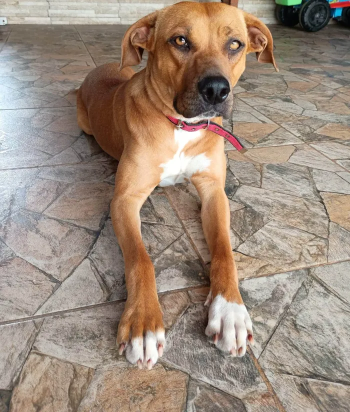 Cachorro ra a SRD-ViraLata idade 2 anos nome Enola