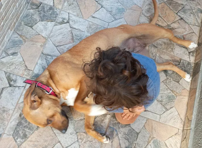 Cachorro ra a SRD-ViraLata idade 2 anos nome Enola