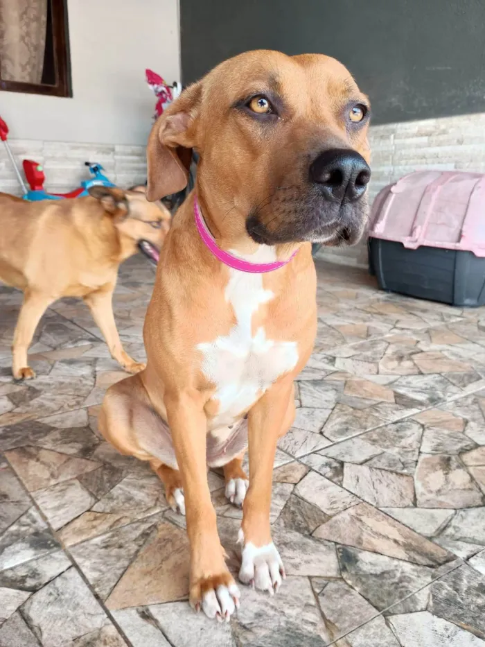 Cachorro ra a SRD-ViraLata idade 2 anos nome Enola