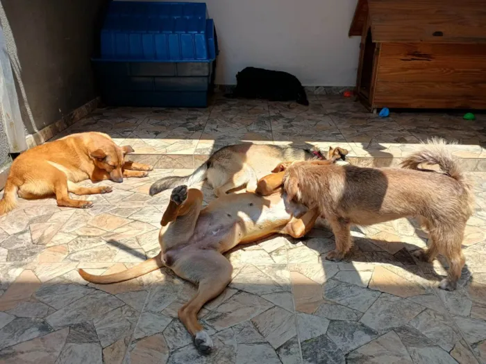 Cachorro ra a SRD-ViraLata idade 2 anos nome Enola