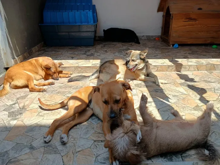 Cachorro ra a SRD-ViraLata idade 2 anos nome Enola