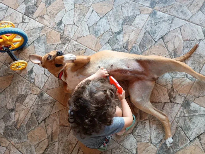 Cachorro ra a SRD-ViraLata idade 2 anos nome Enola