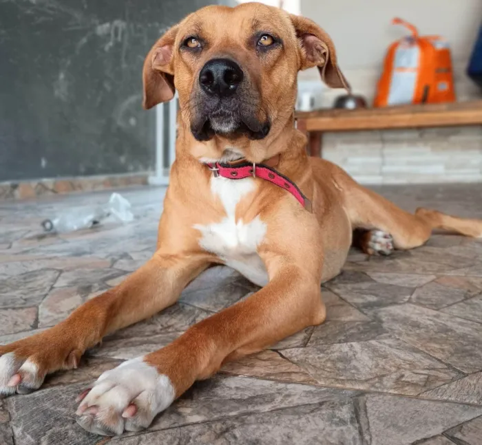 Cachorro ra a SRD-ViraLata idade 2 anos nome Enola