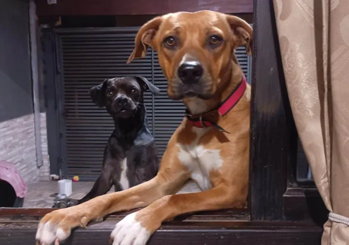 Cachorro ra a SRD-ViraLata idade 2 anos nome Enola