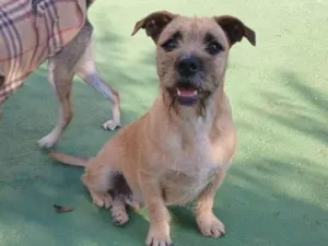 Cachorro raça SRD-ViraLata idade 1 ano nome Pitoco