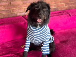 Cachorro raça SRD-ViraLata idade 3 anos nome Tutty
