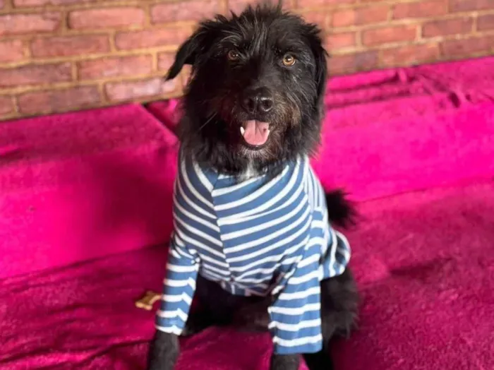 Cachorro ra a SRD-ViraLata idade 3 anos nome Tutty