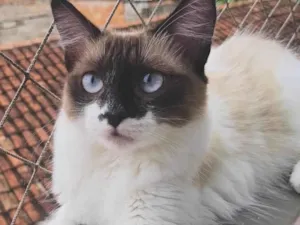 Gato raça Siamês idade 2 anos nome Mya
