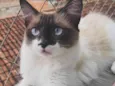 Mya