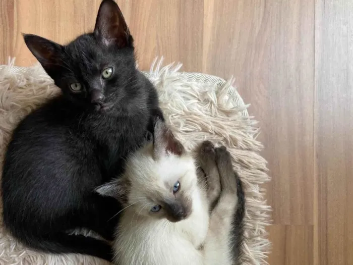 Gato ra a SRD-ViraLata idade 7 a 11 meses nome Pretinho e branquinho