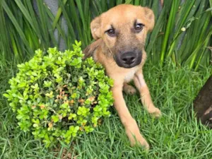 Cachorro raça SRD-ViraLata idade 2 a 6 meses nome Mateus