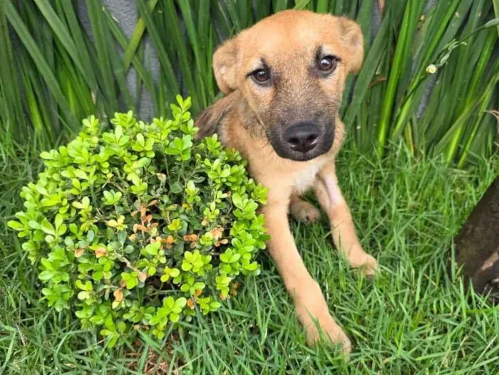 Cachorro ra a SRD-ViraLata idade 2 a 6 meses nome Mateus